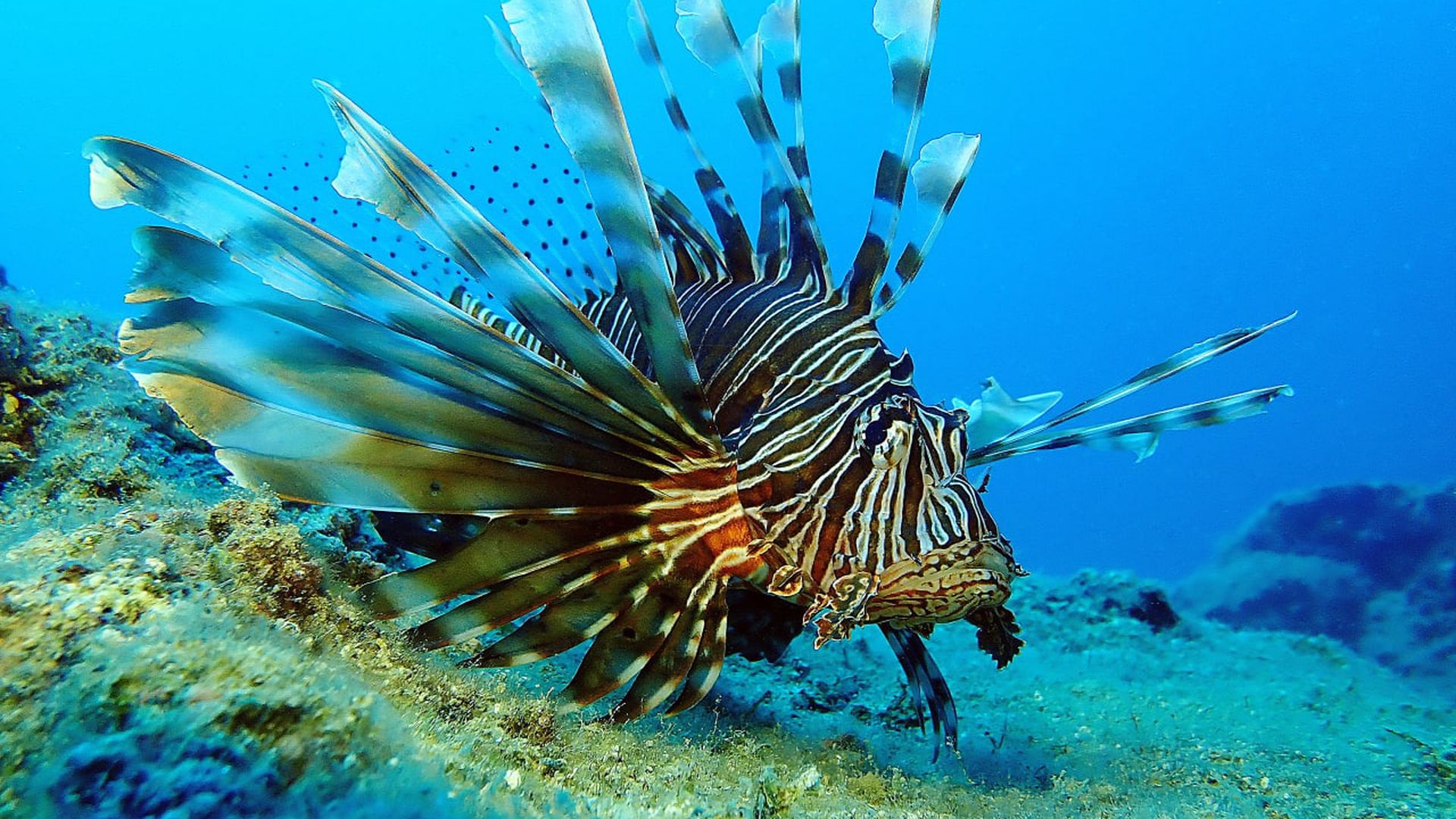 A lionfish in blue water 