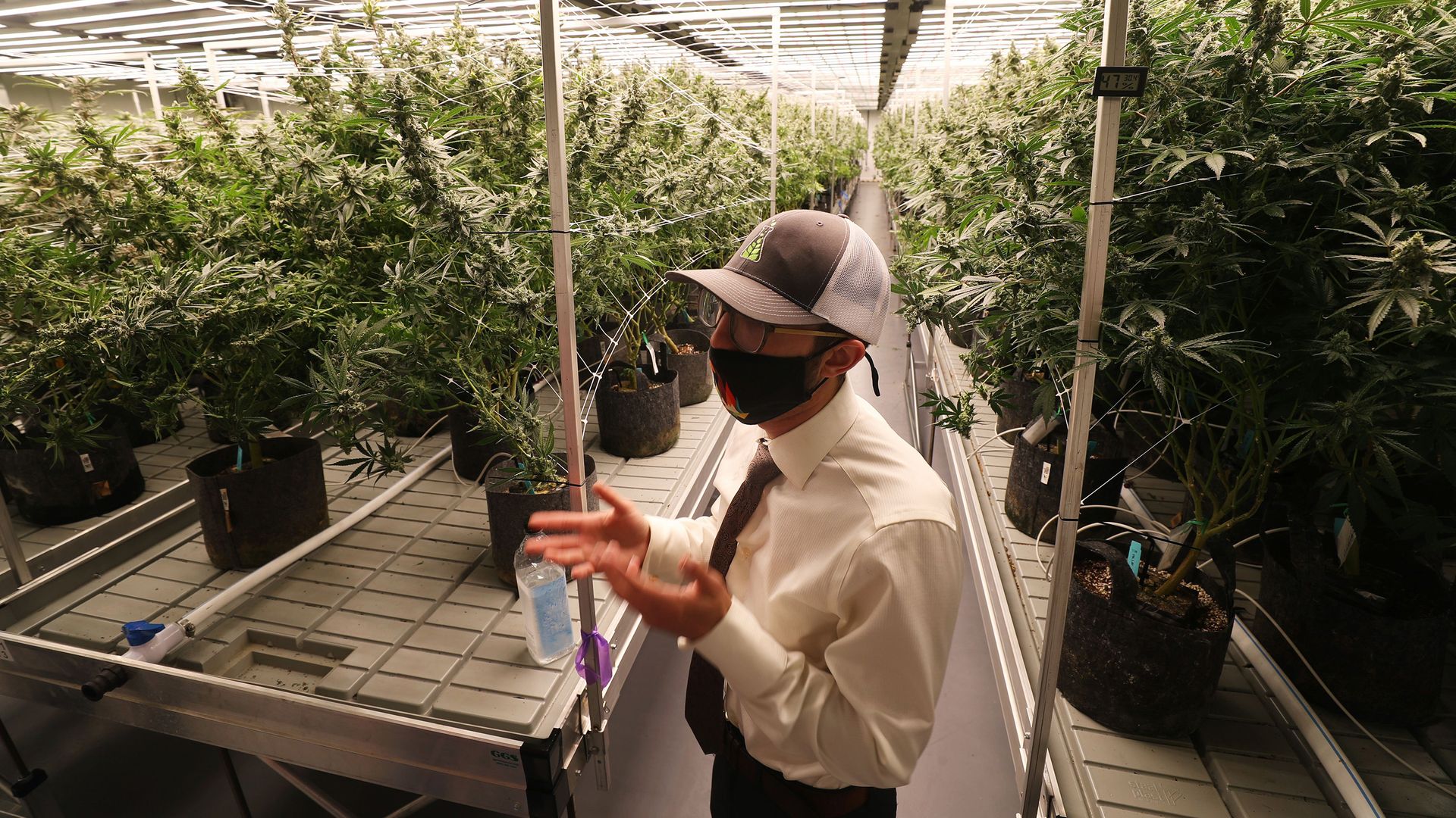 A medical marijuana nursery in Apopka, Florida.