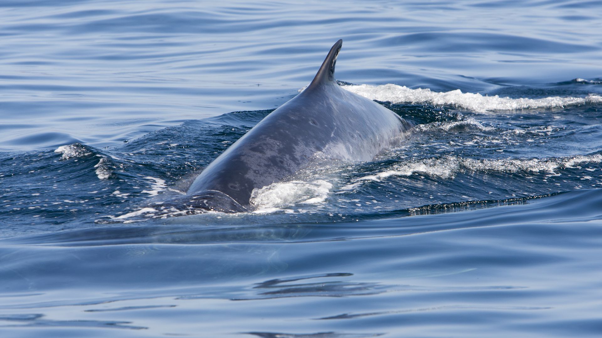 Fin whale,