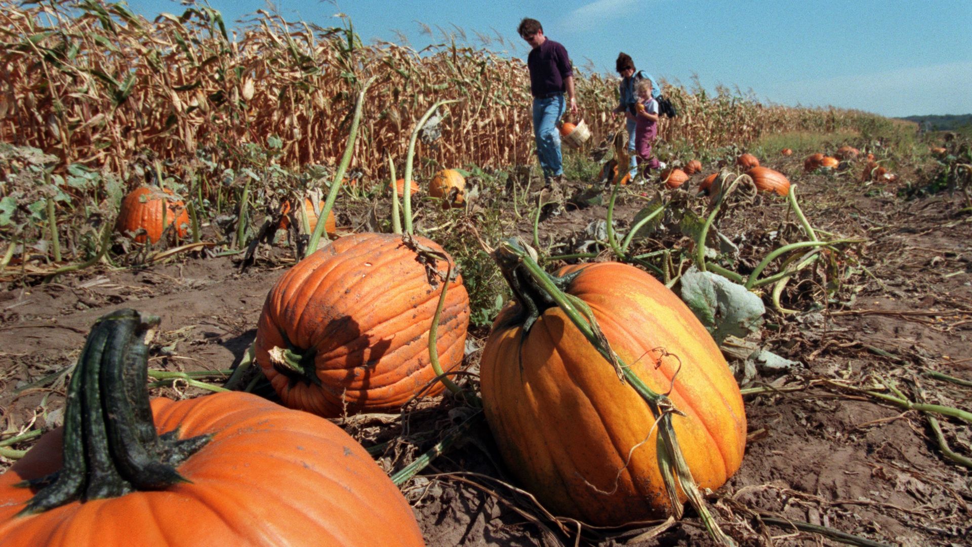 A photo of pumpkins.