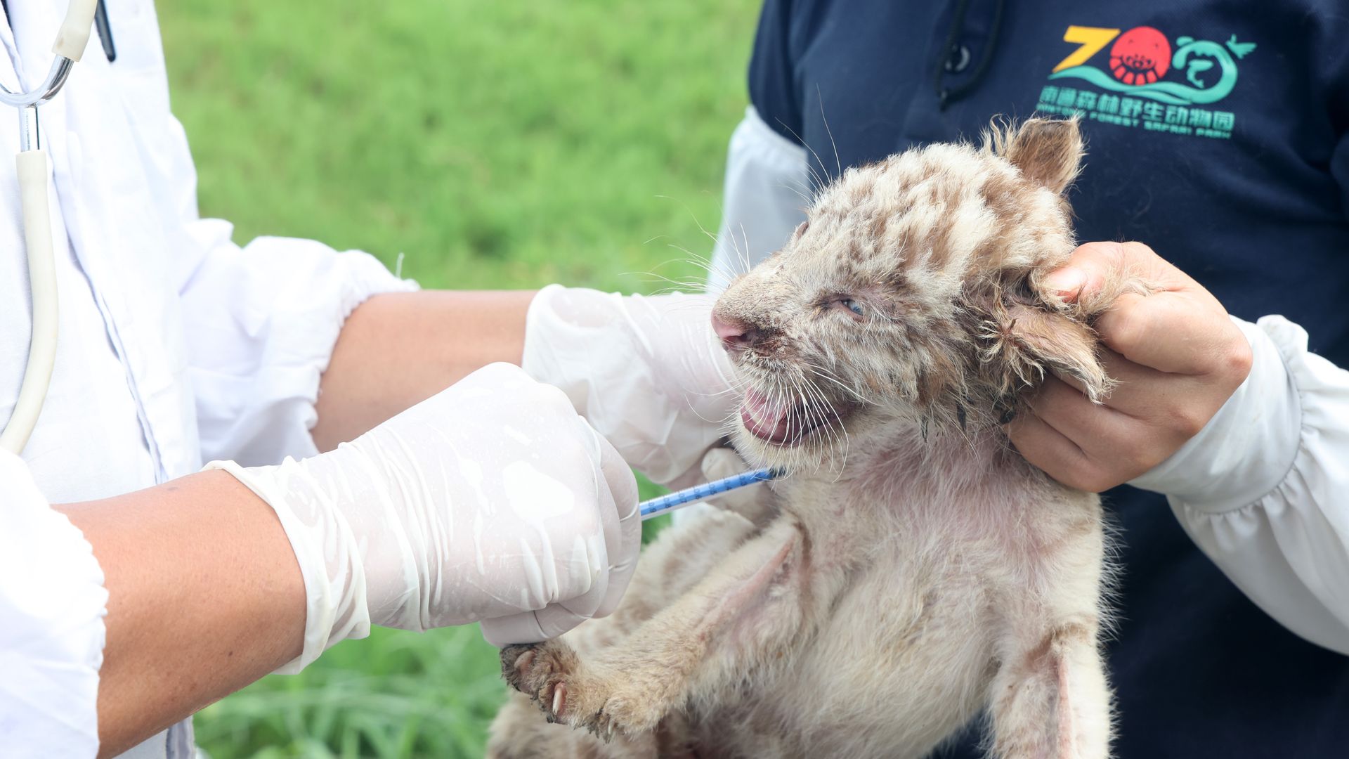One-month-old white Bengal tiger is vaccinated with syringe.