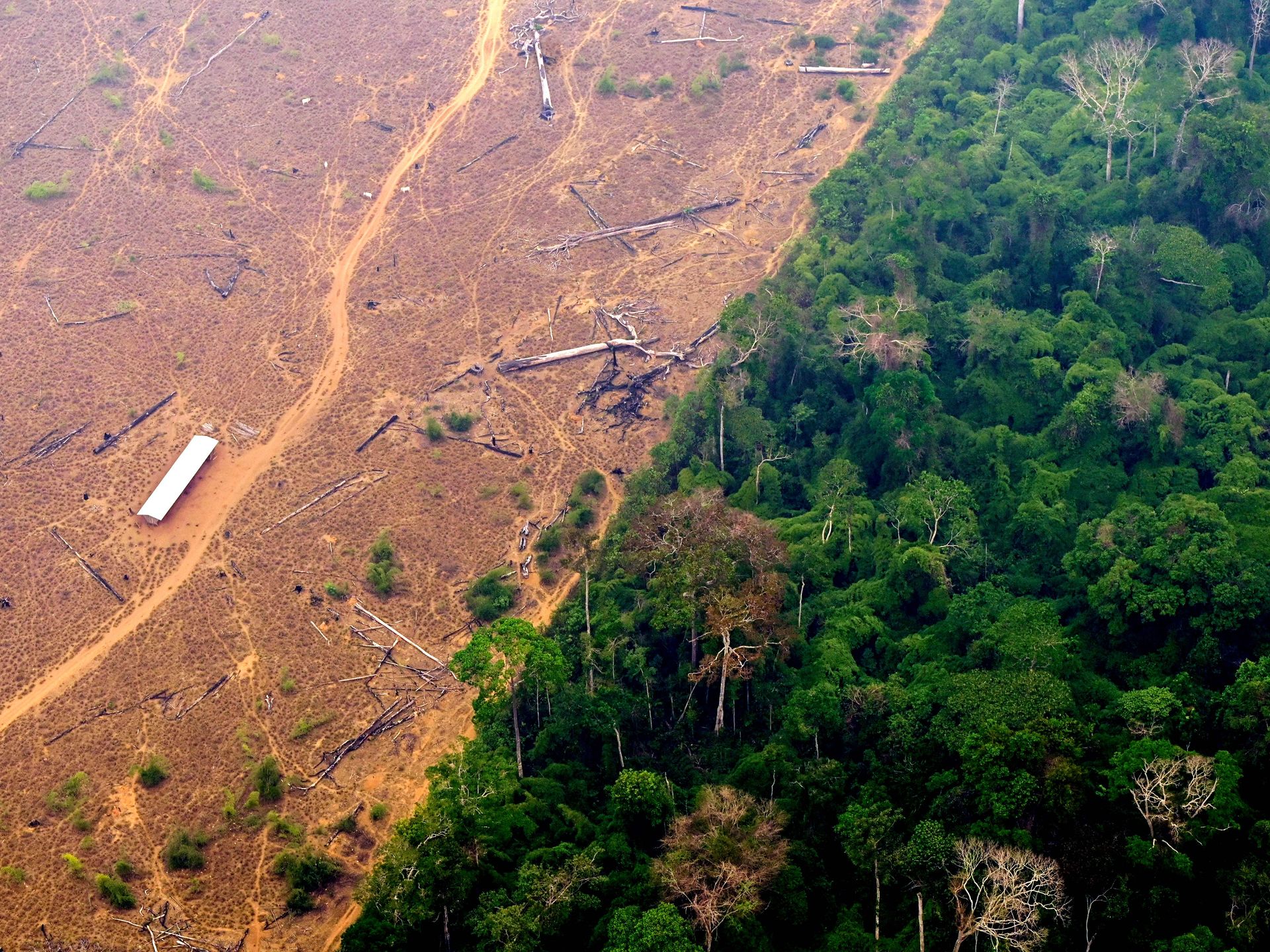amazon rainforest deforestation before and after