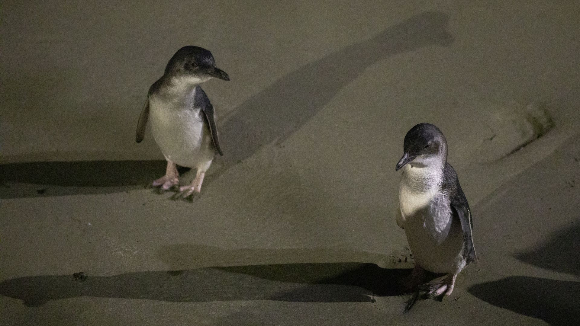 penguins
