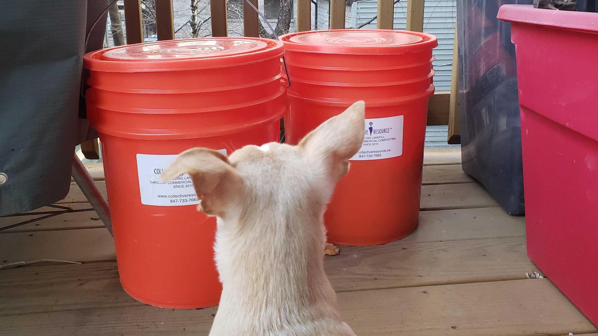 Dog in front of orange buckets. 