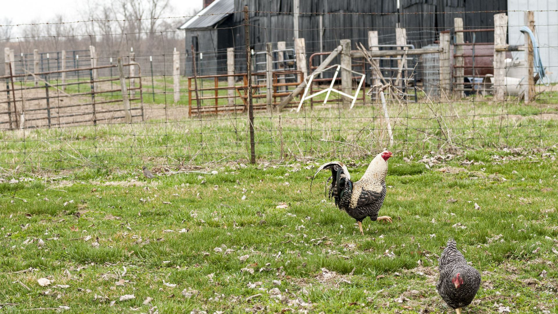 Chickens in a barnyard 