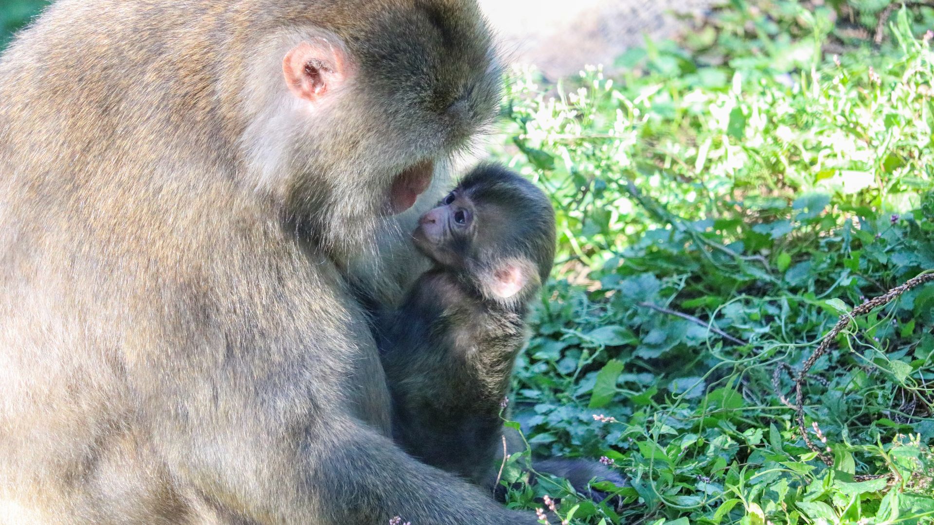 A photo of a baby monkey.