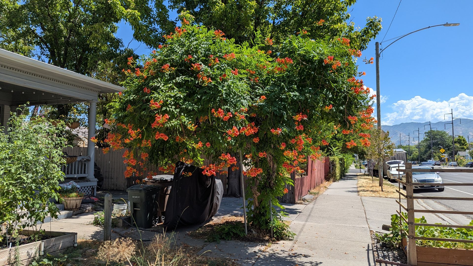 Sidewalk next to a street lined with parked cars, a large flowering vine with orange blooms overhanging a covered porch and green trash bins, under a clear blue sky.