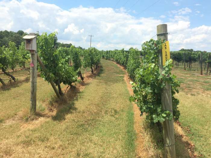 Baker Buffalo Creek Vineyard