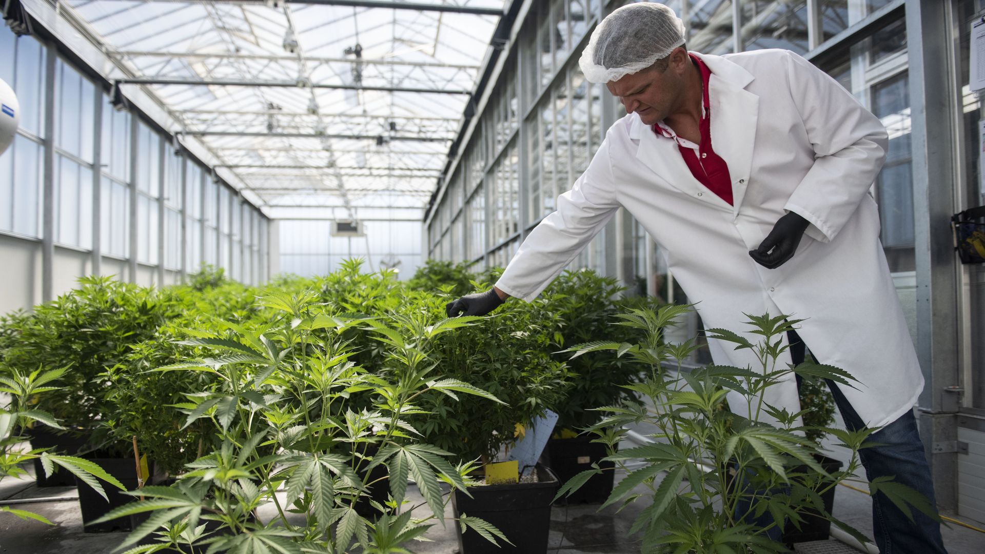 A marijuana growth facility in Maryland.