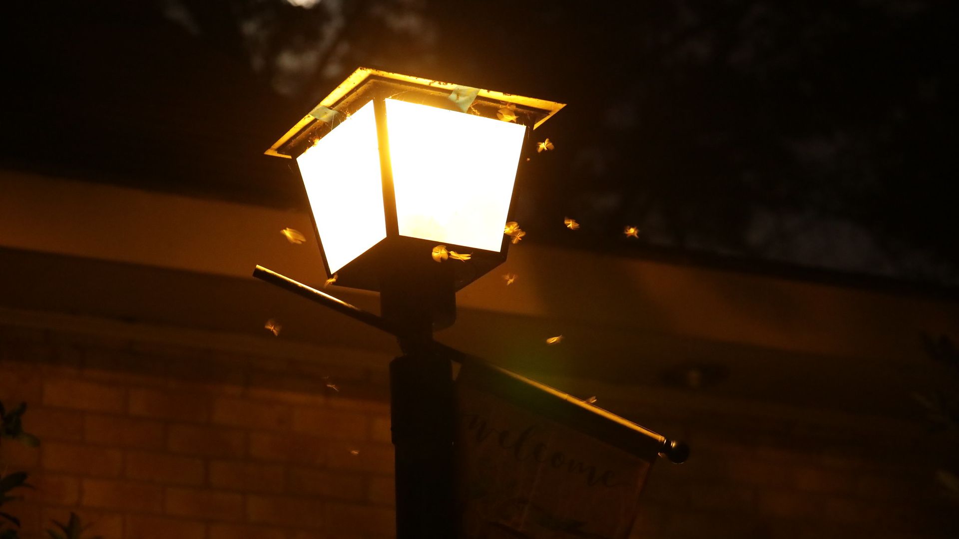 Photo shows a streetlight on at night. Flying termites are swarming around the streetlight.