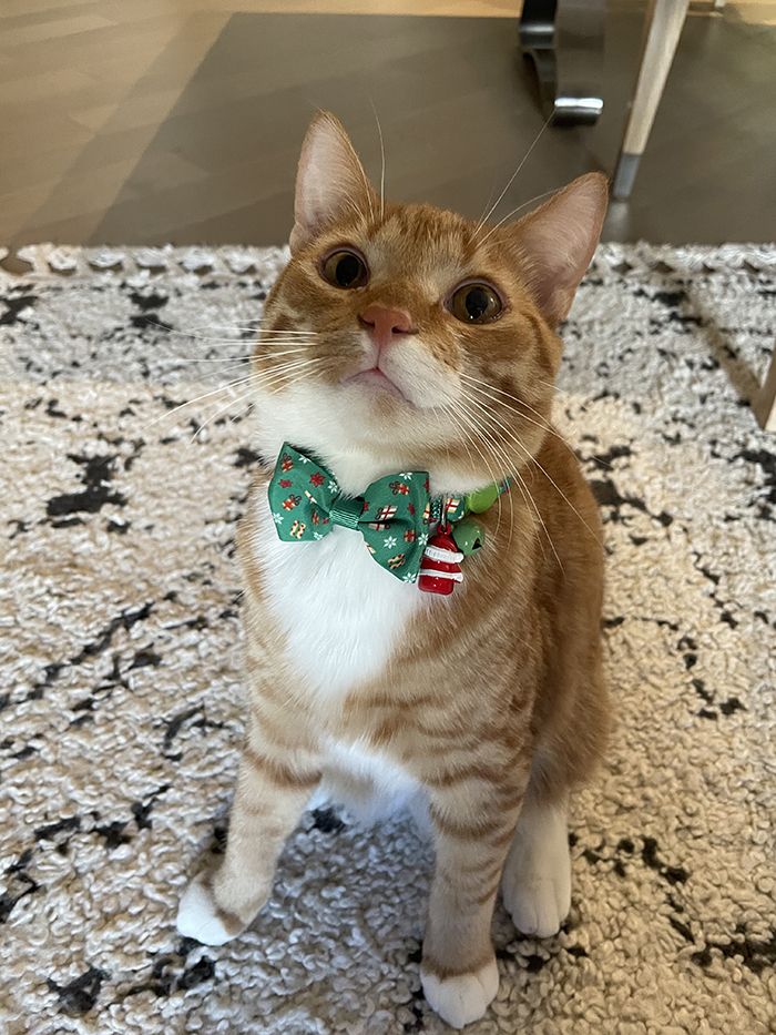 pandemic pet, Charlotte Humane Society, CMPD Animal Care & Control, AC&C pandemic puppy