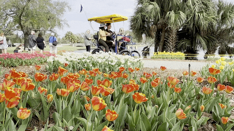 Image shows people walking and riding a surrey near patches of blooming tulips.