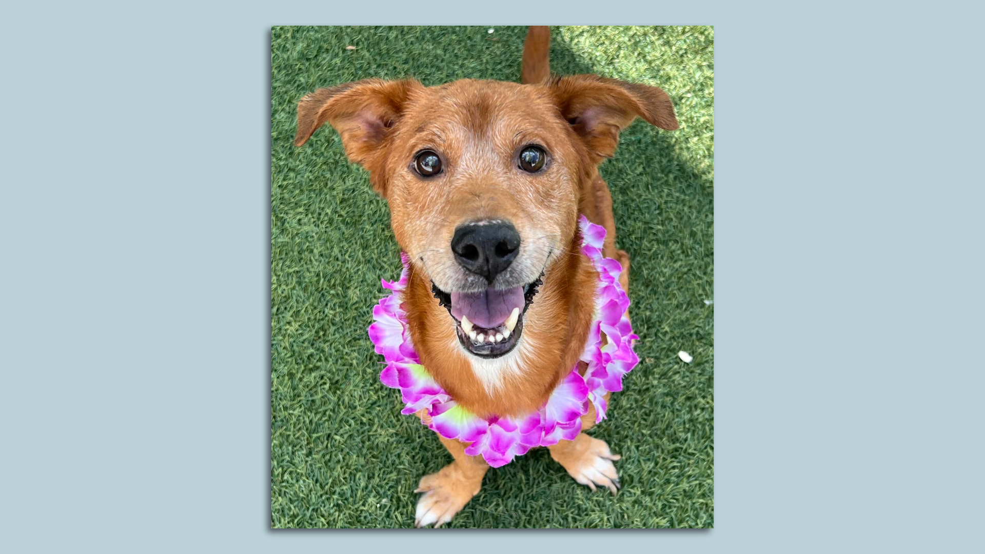 A light brown dog with perked-up ears looking at the camera and wearing a lei of pink flowers