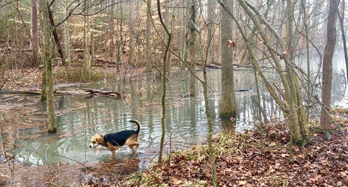 dog-badin-lake-charlotte