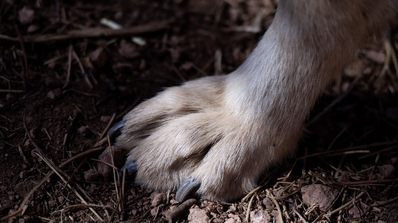 Colorado's wolf population is growing — and so are ranchers' concerns
