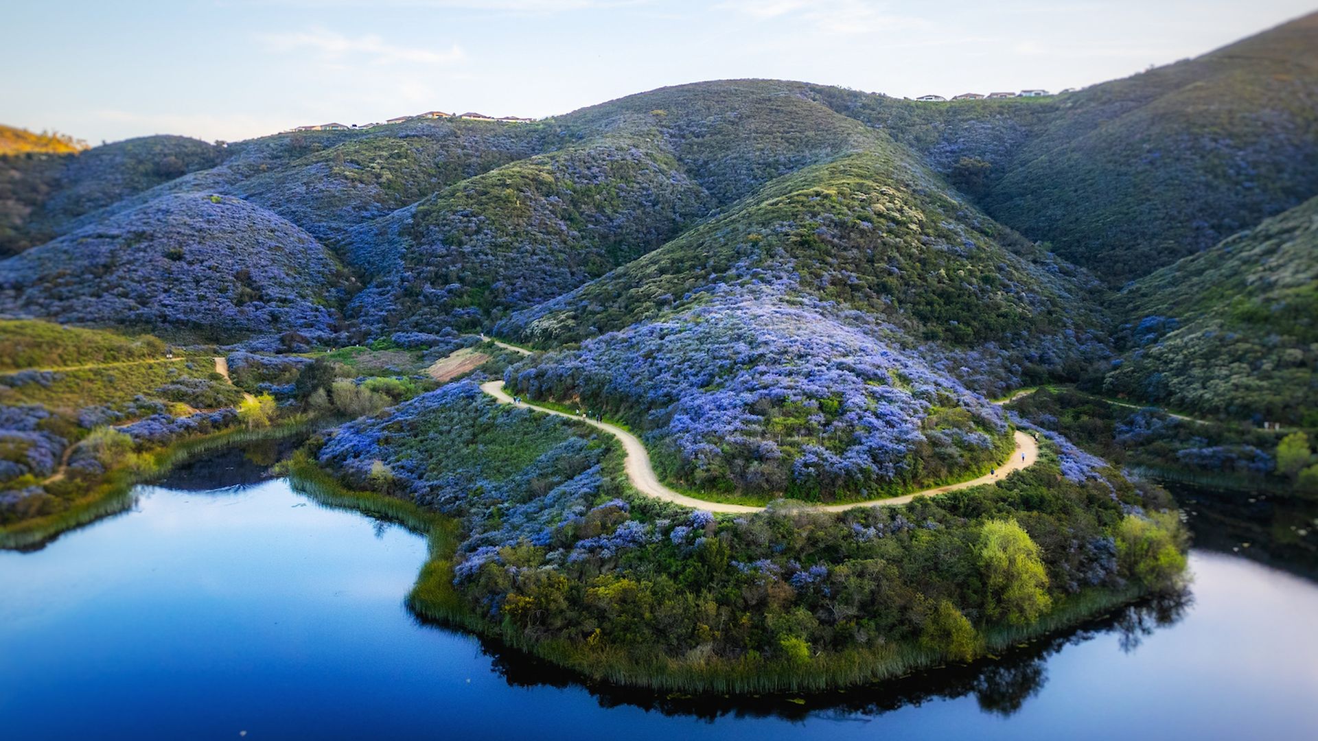 A drone photo of lush gren hills covered in light purple lilac flowers on a lake.