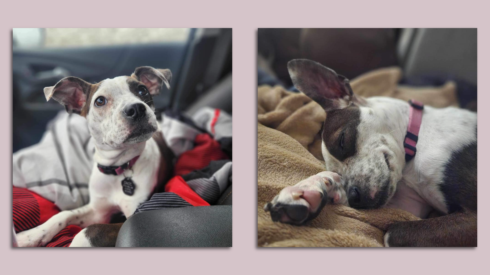 Two photos of a small mostly white dog with a black spot over one eye, and brown spots elsewhere.