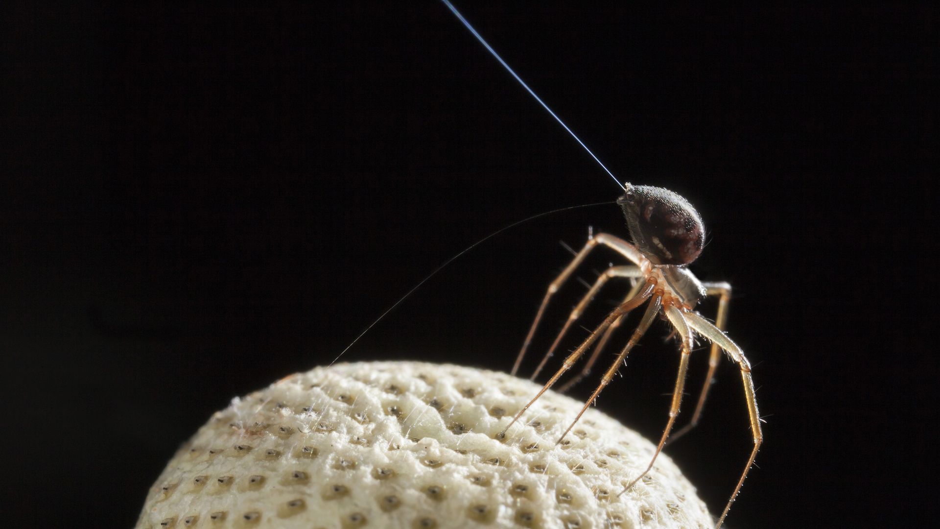 A spider readies to balloon