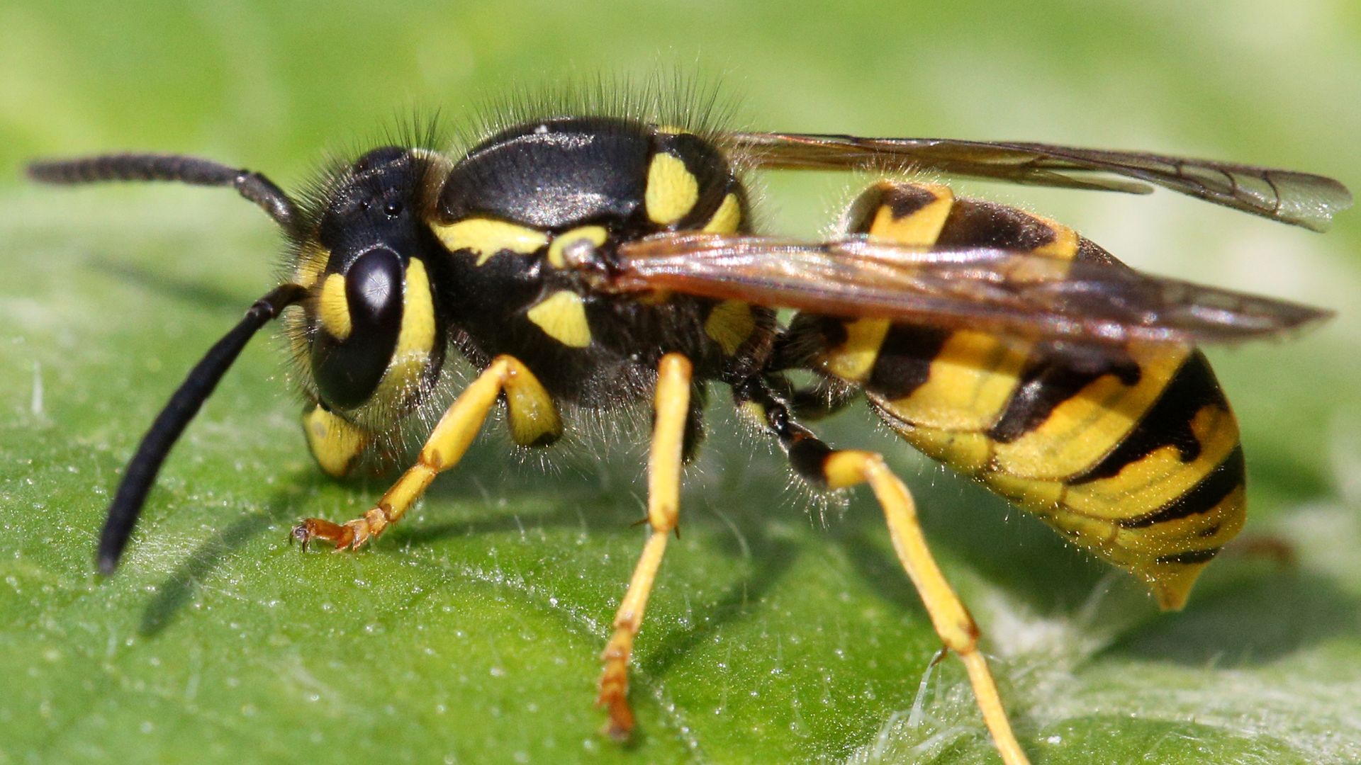 What to do about pesky yellow jackets during fall - Axios Portland