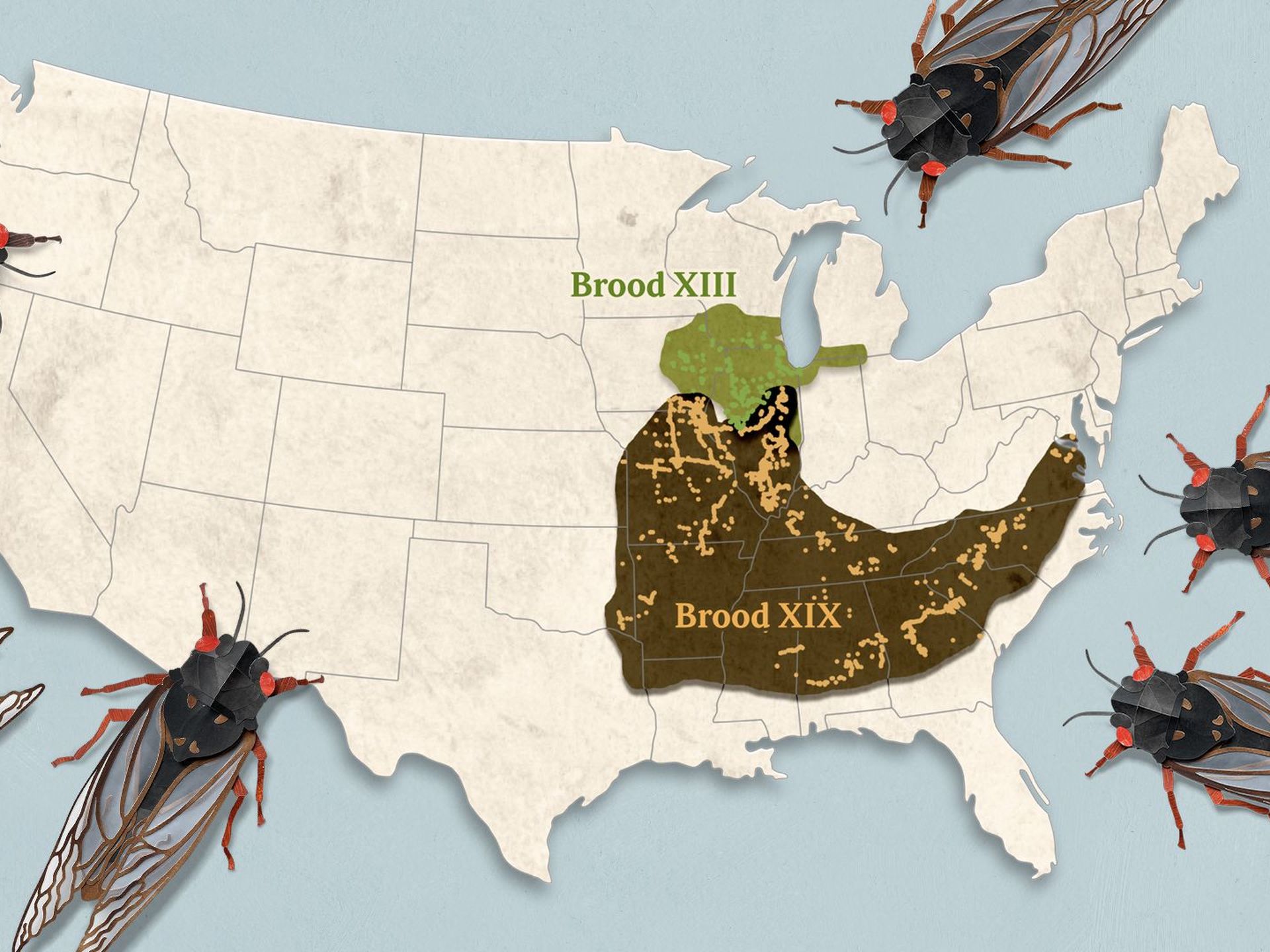 Cicada Brood XIX may be extinct in Louisiana - Axios New Orleans
