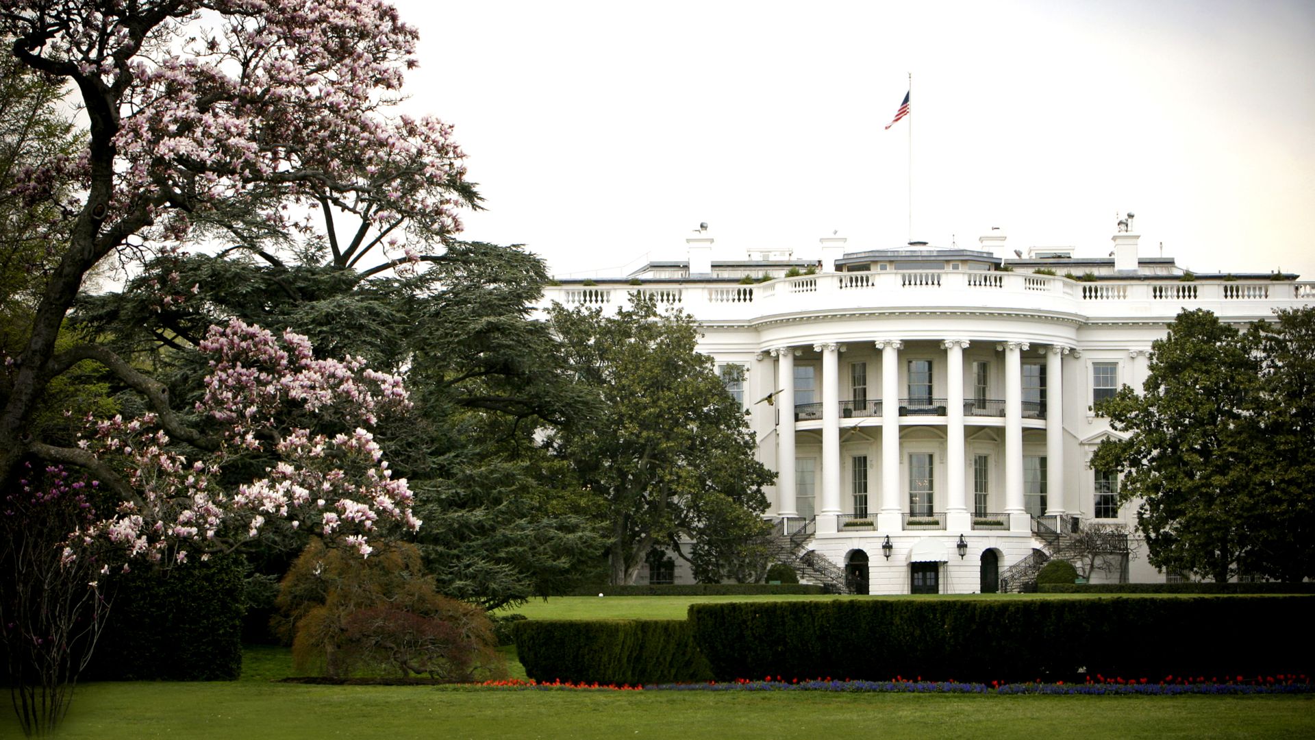 Photo of the exterior of the White House with cherry blossoms blooming