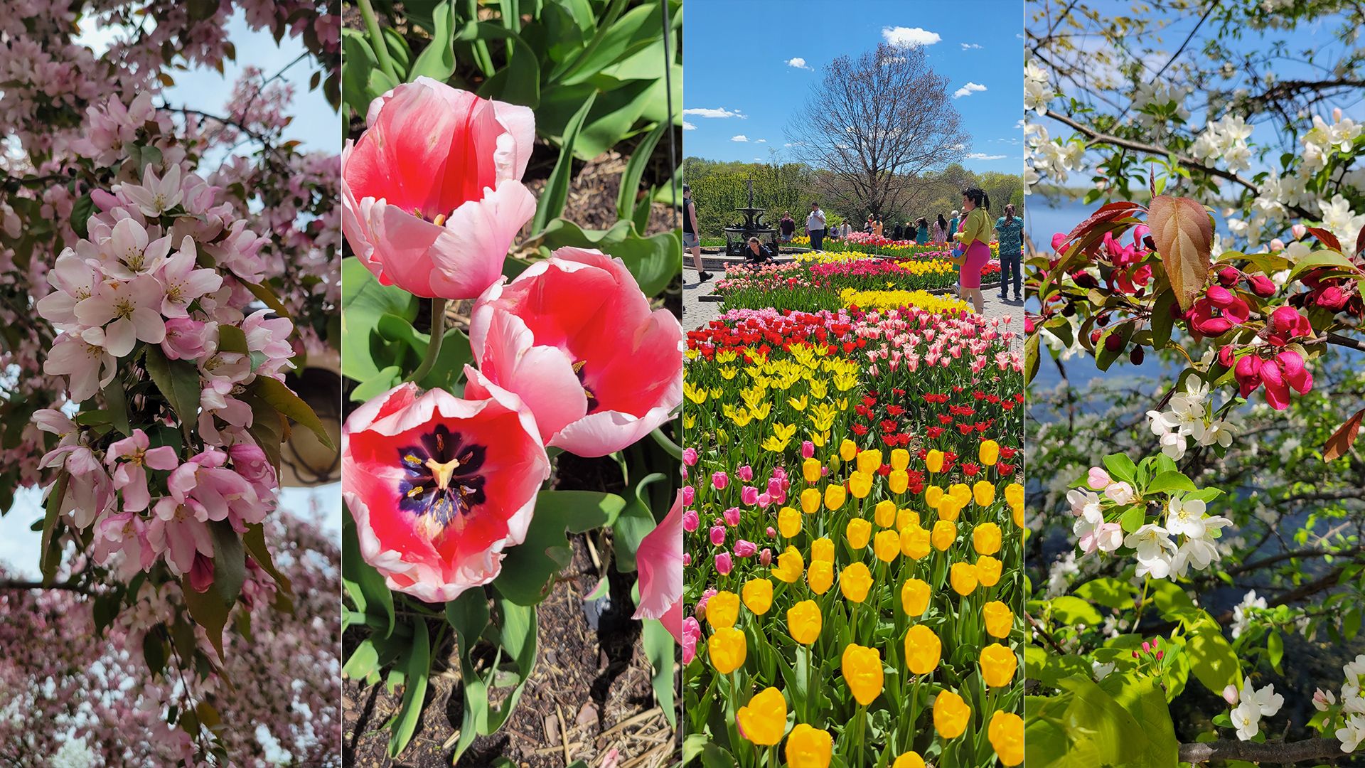 Four images of colorful flowers displayed side-by-side