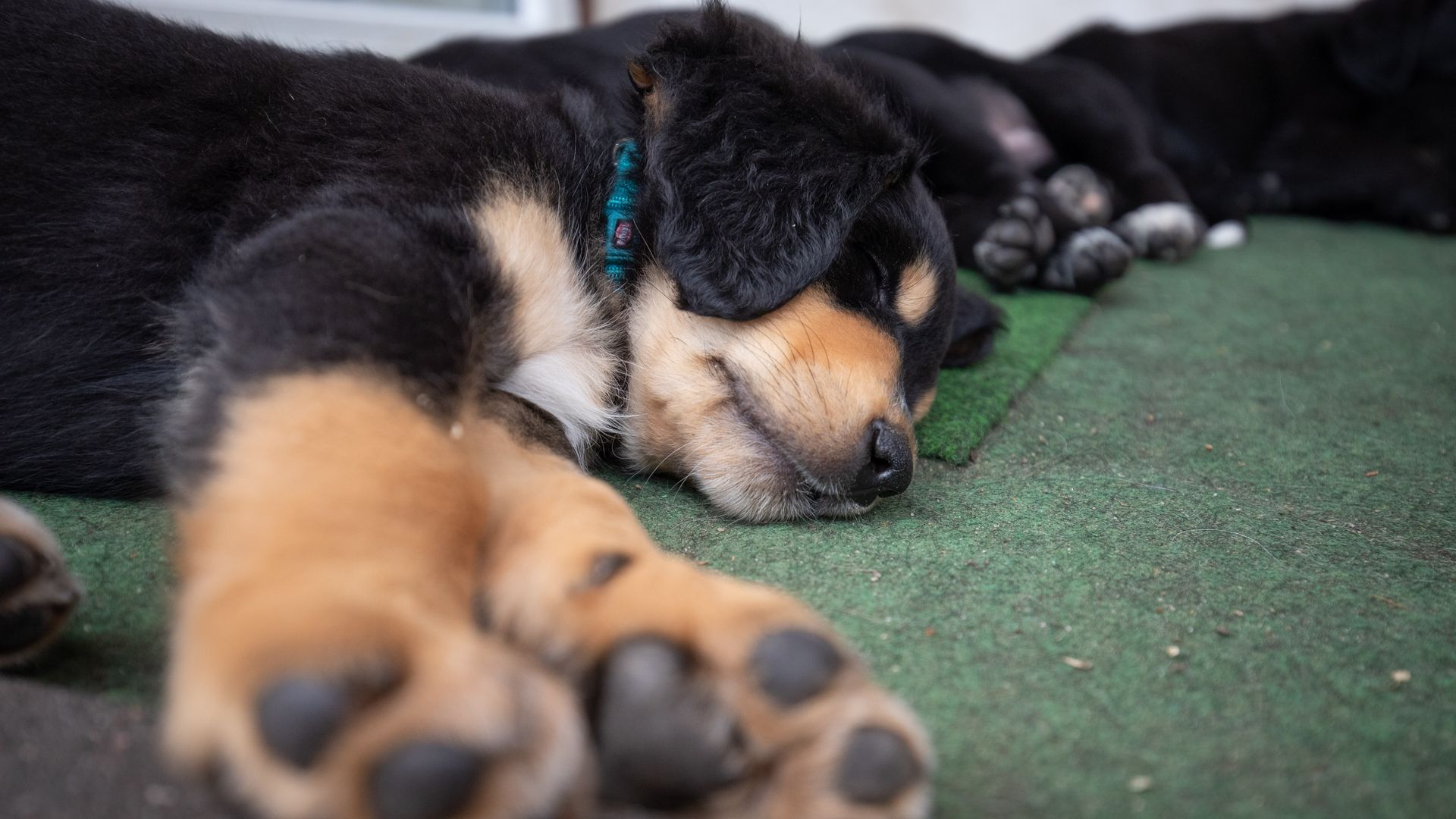 Photo of a sleeping puppy