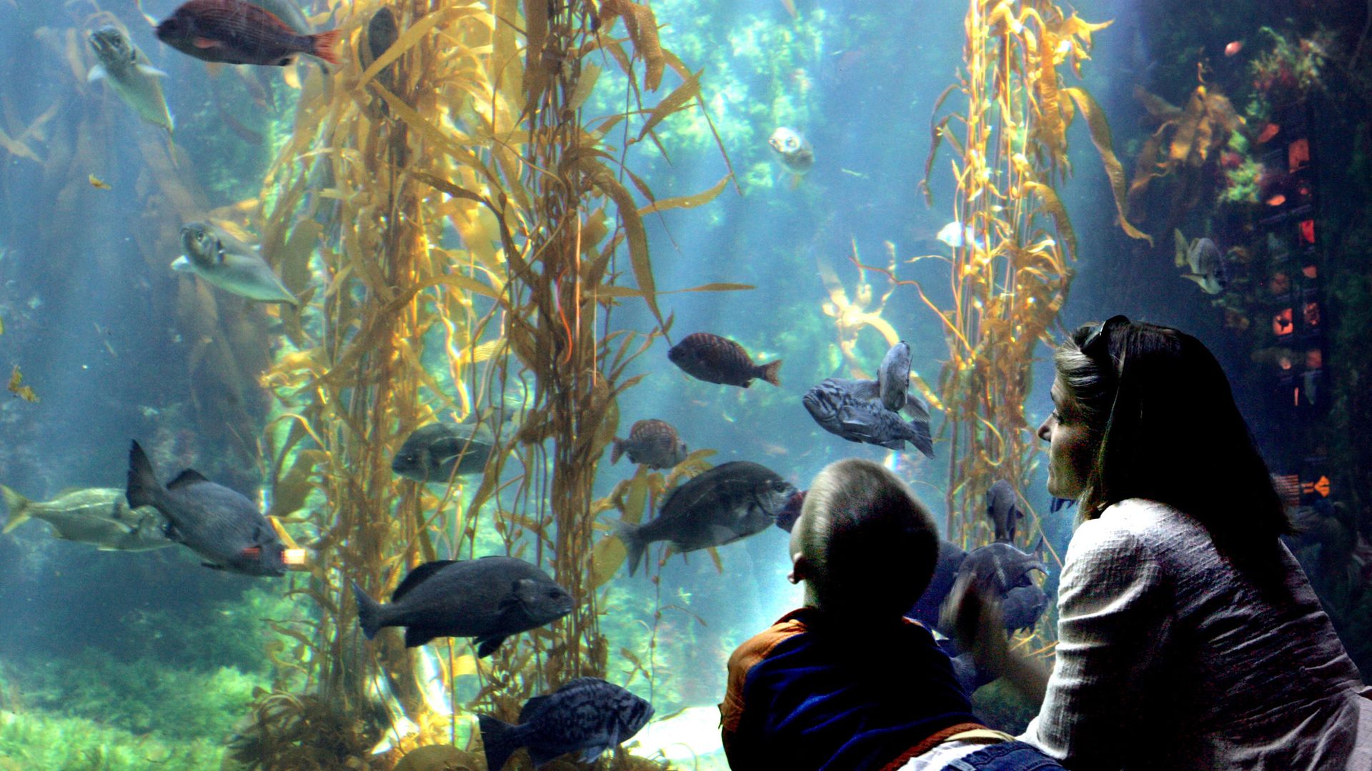 A mom and child look at dozens of fish and kelp in a large display at Birch Aquarium in La Jolla. 