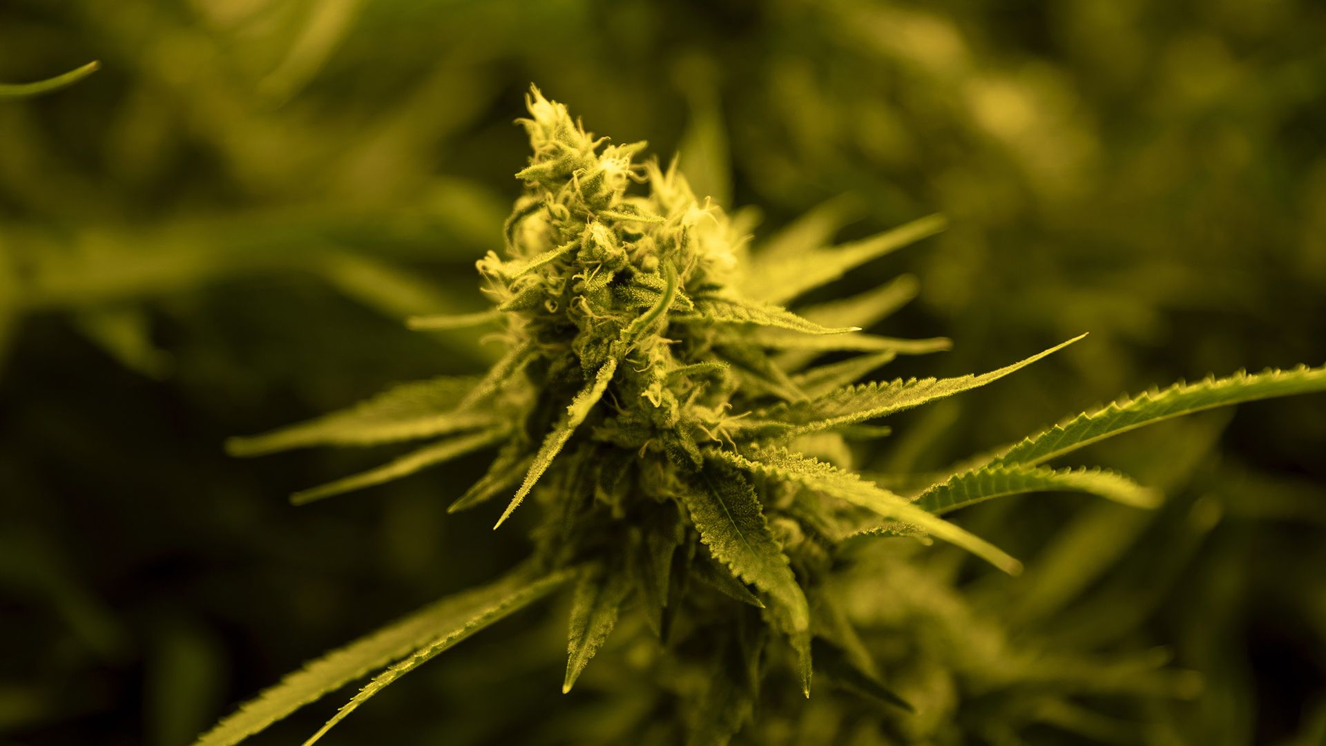 A marijuana plant, with some visible crystals near the top