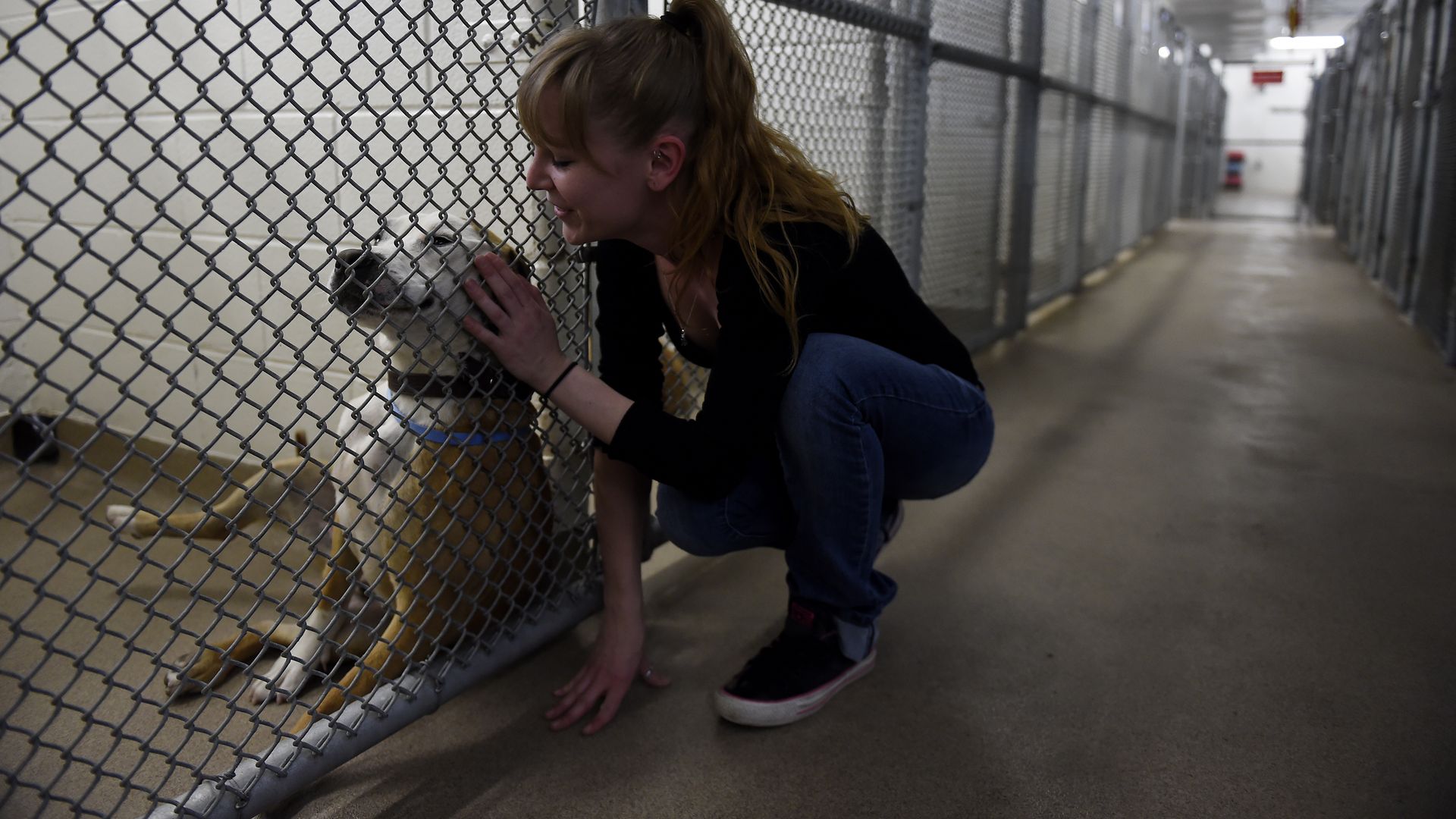 Colorado wants tougher pet sterilization rules despite risks to animals ...