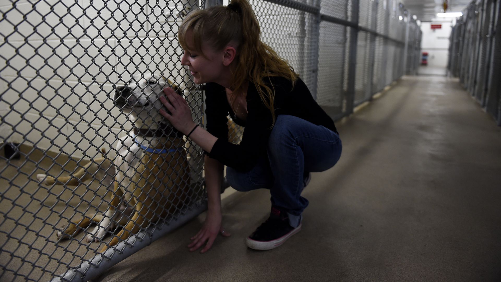Michelle Foster pets an unnamed dog up for adoption at the Aurora Animal Shelter in 2016. Photo: Seth McConnell/The Denver Post via Getty Images