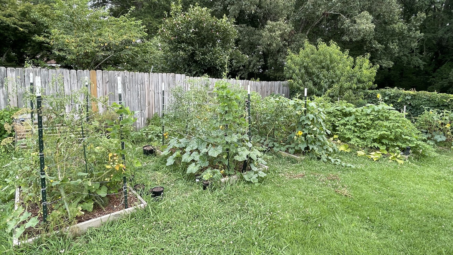 Backyard garden with a weathered wooden fence, raised tomato beds and trellises in the foreground, and dense green trees filling the background.