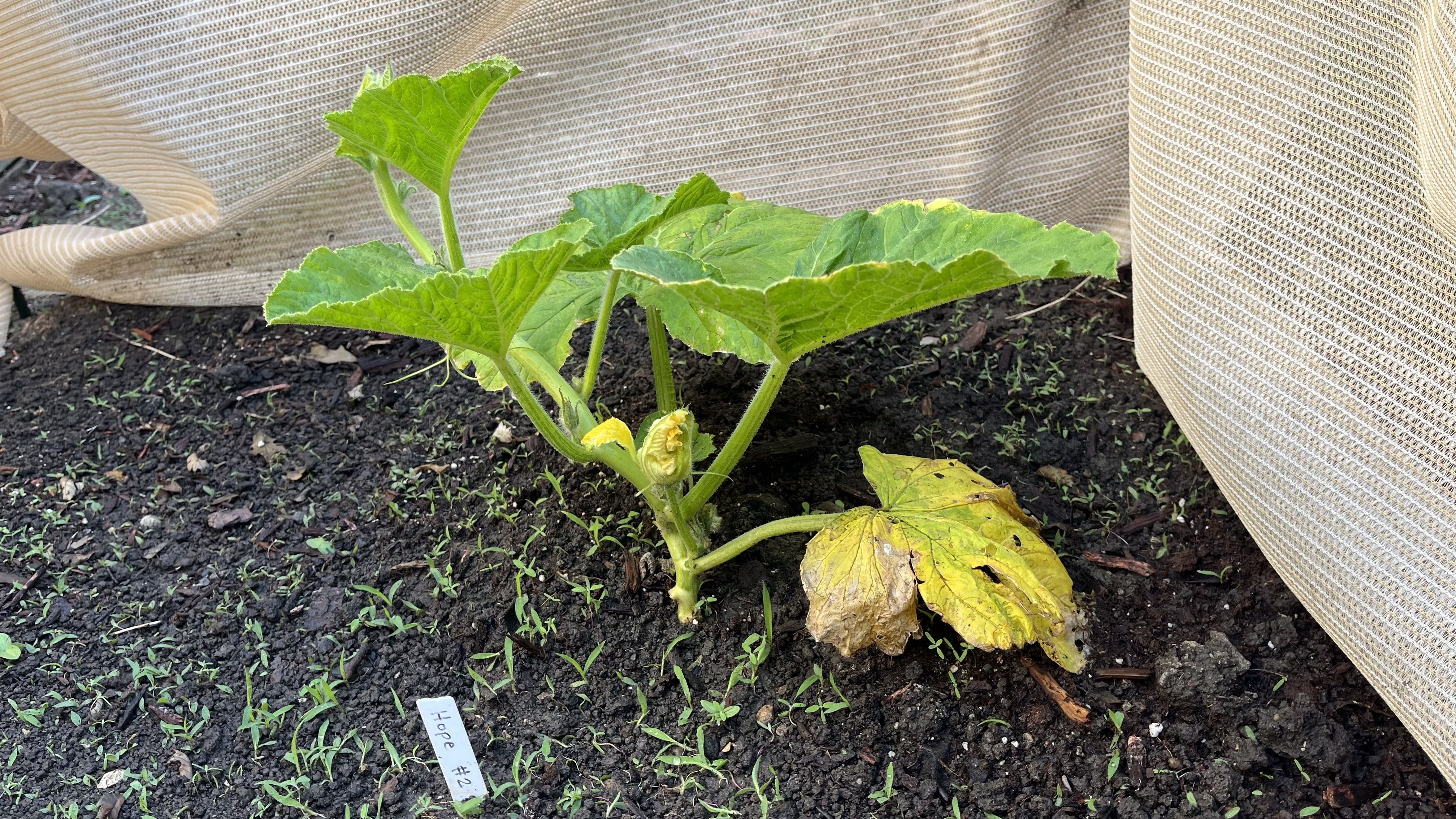 Green squash plant with large lobed leaves and thick stems grows in dark soil beside beige row-cover fabric; yellowing lower leaves indicate stress; a small plant label sits nearby.