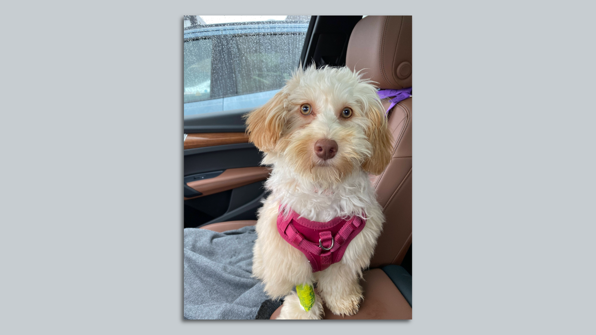 Dog with pink harness facing camera with a yellow bandage on her leg.