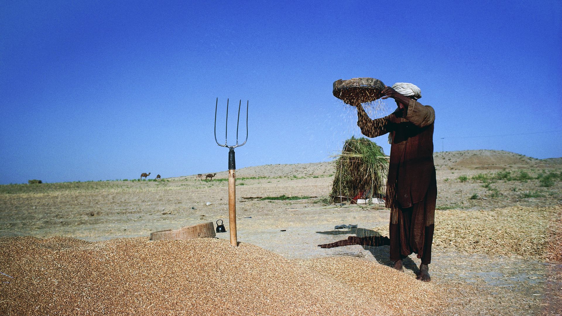A man threshing wheat in a village in the Khorasan region,