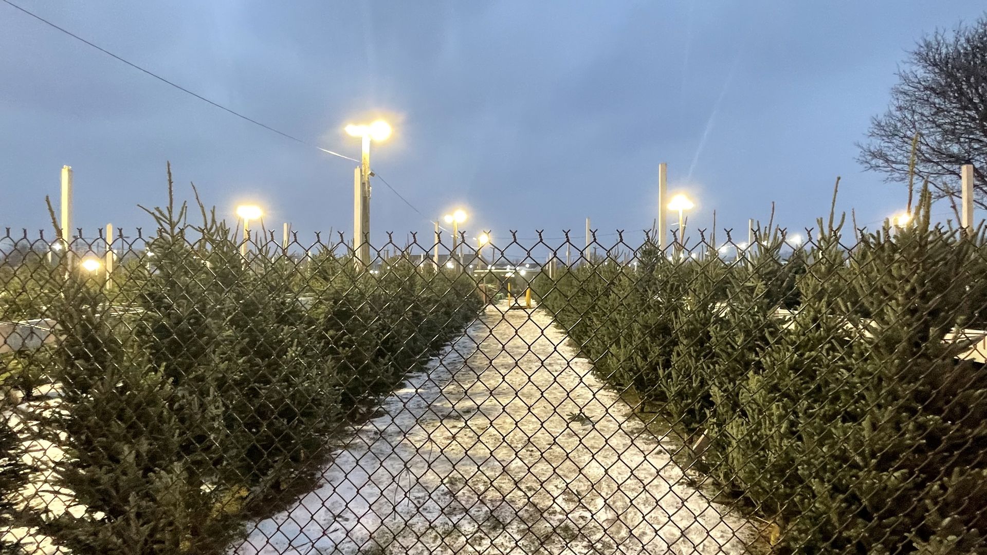 Snow-covered path between rows of Christmas trees behind a chain-link fence under glowing streetlights at dusk with a tree silhouette on the right.