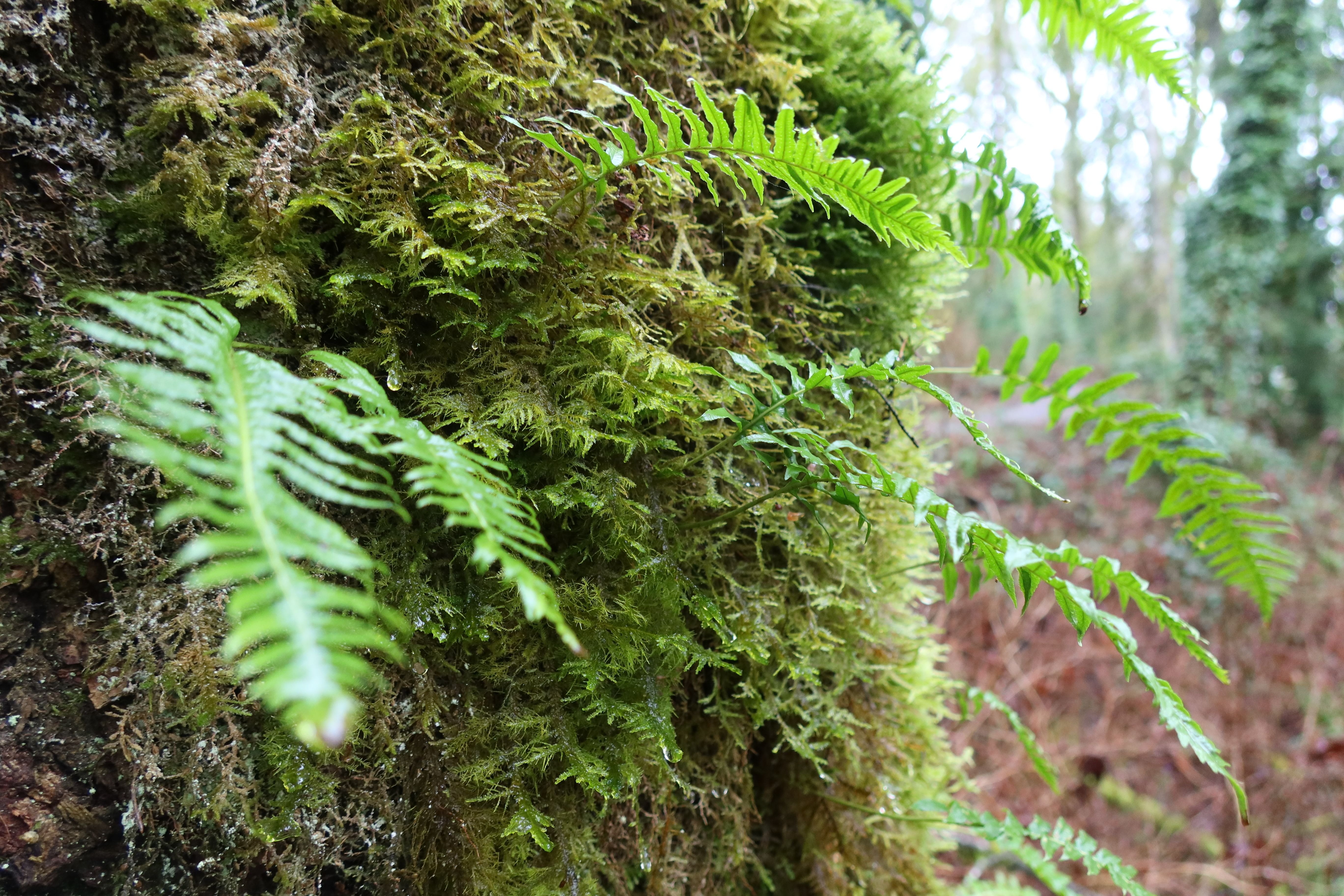 Fern fronds grow out of moss on the side of a tree.