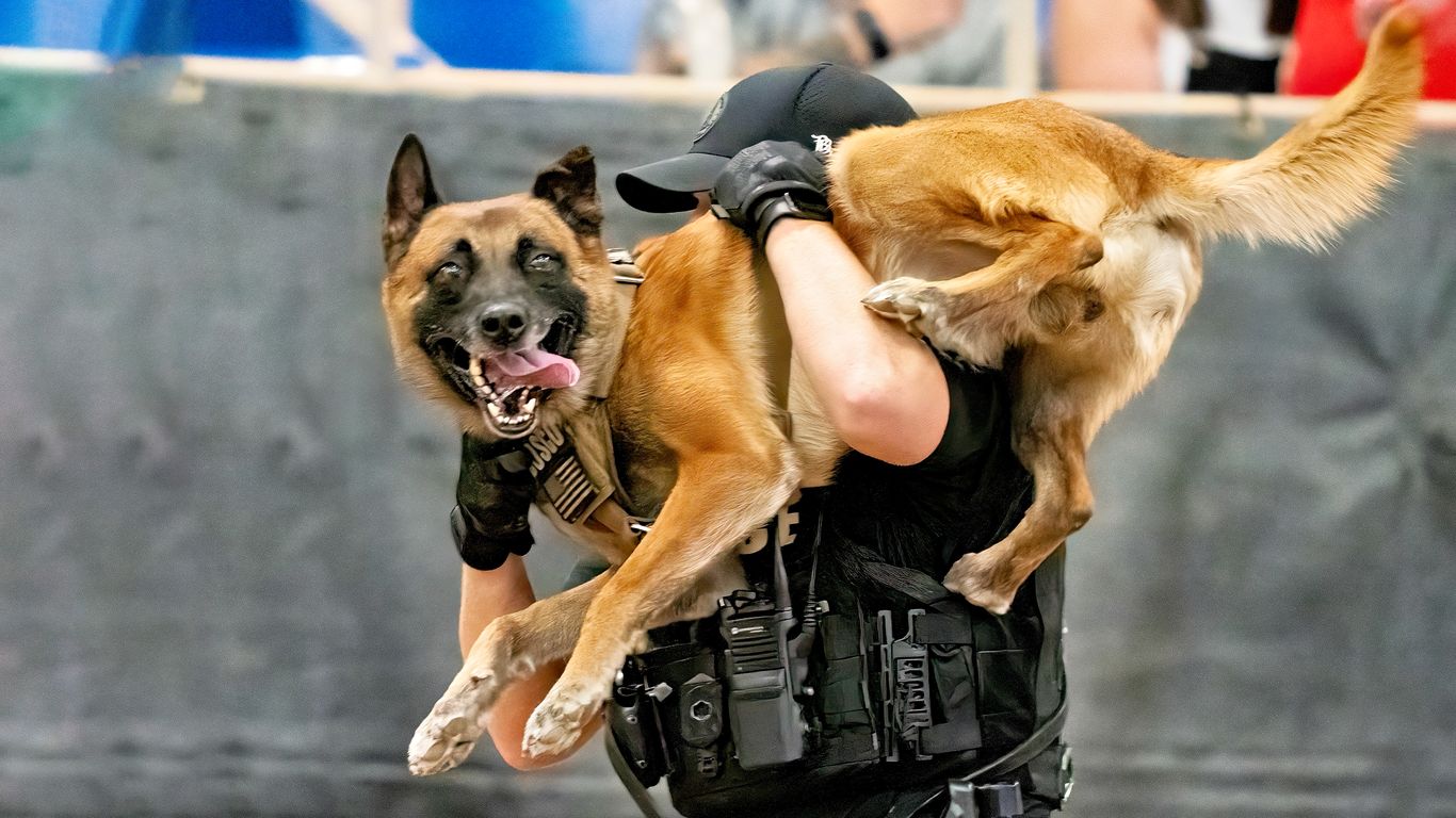 Check out very good dogs do very serious jobs