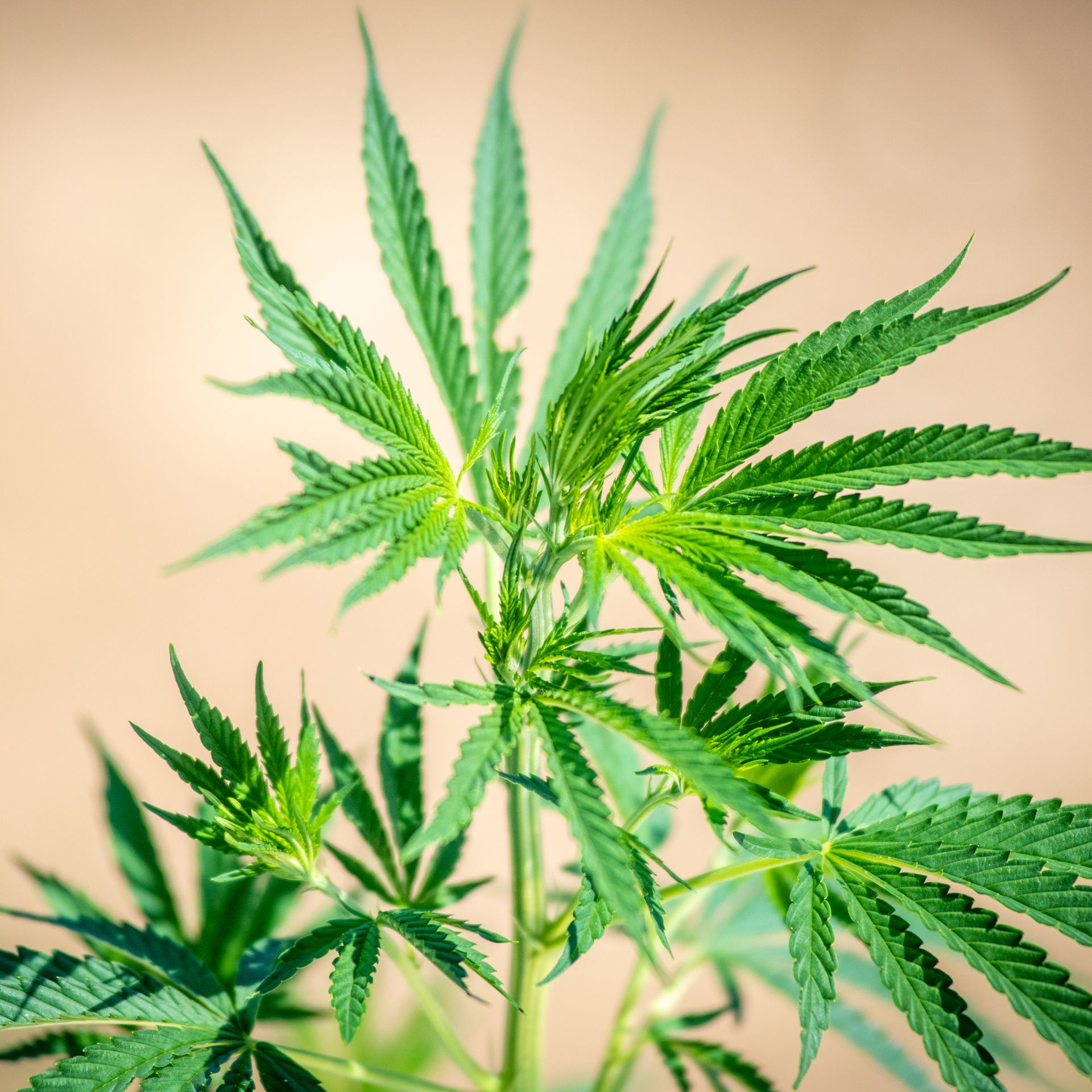 Why you shouldn't throw away your Maryland medical marijuana card - Axios  Washington D.C.