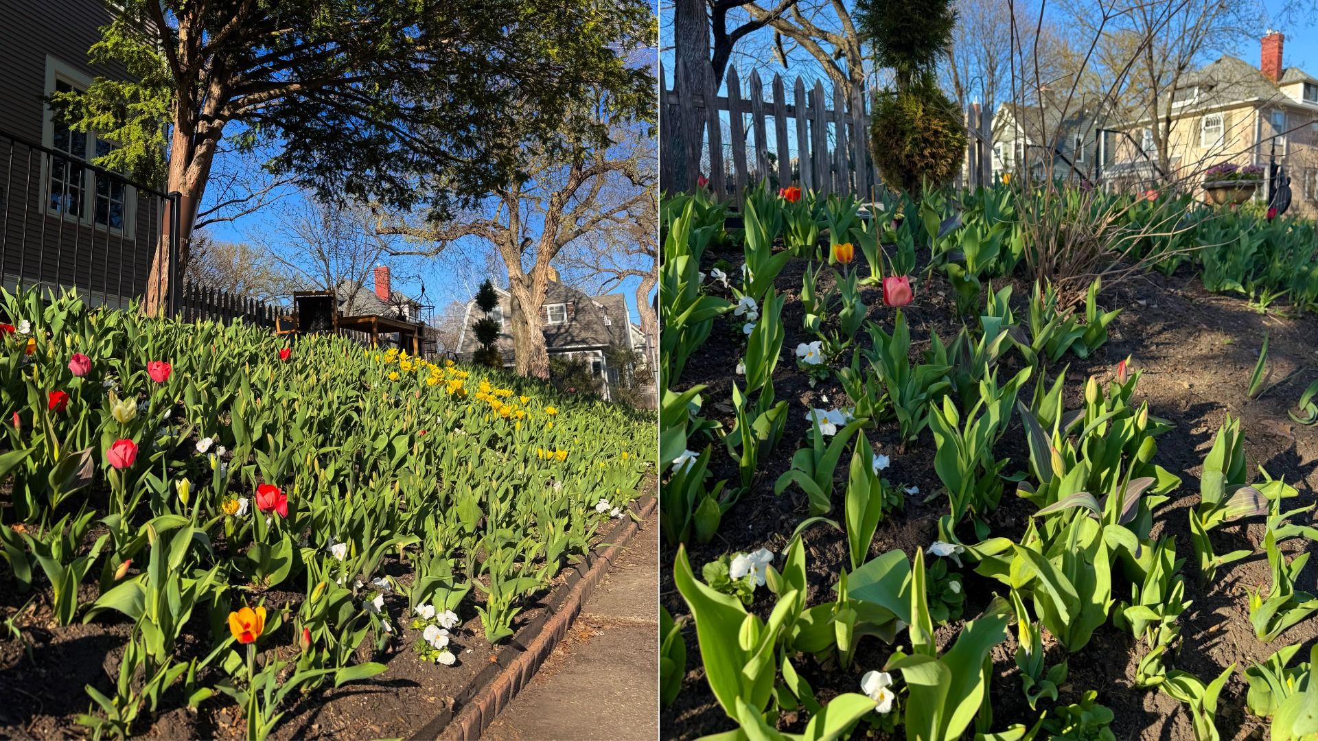 Two-panel view of a sunlit yard with tulips along a sidewalk: red, yellow, and white blooms, a large tree, a wooden fence, and houses in the background.