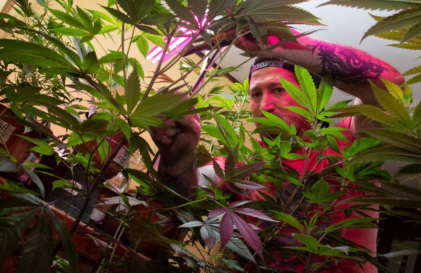 Costa Rica legalizes medical marijuana