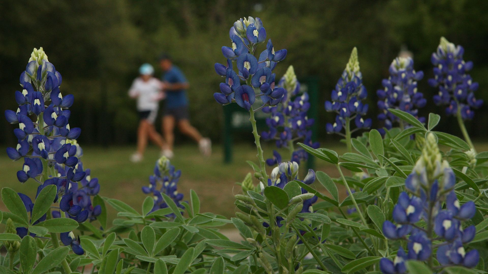 Close-up of bluebonnet flowers with green leaves in a park; two blurred people jogging in the background wearing casual sportswear and a light blue cap.