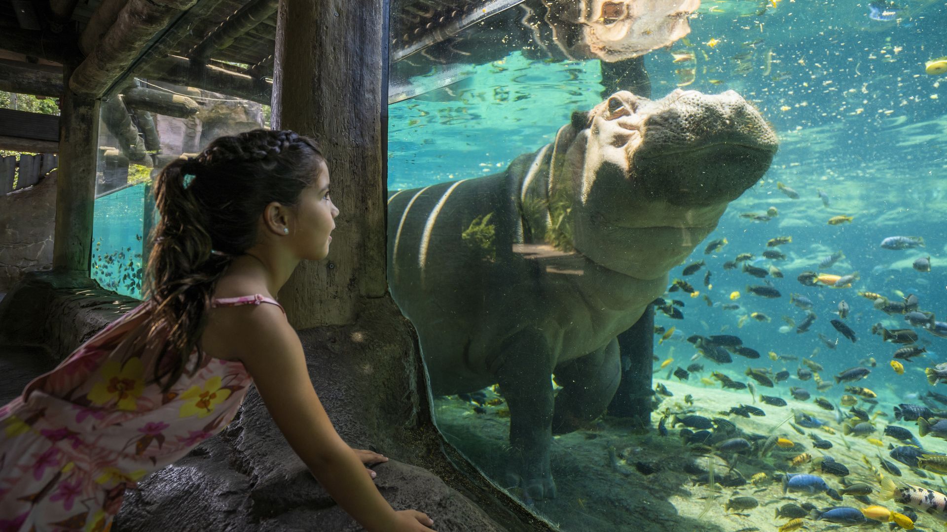 A hippopotamus at Busch Gardens Tampa Bay.