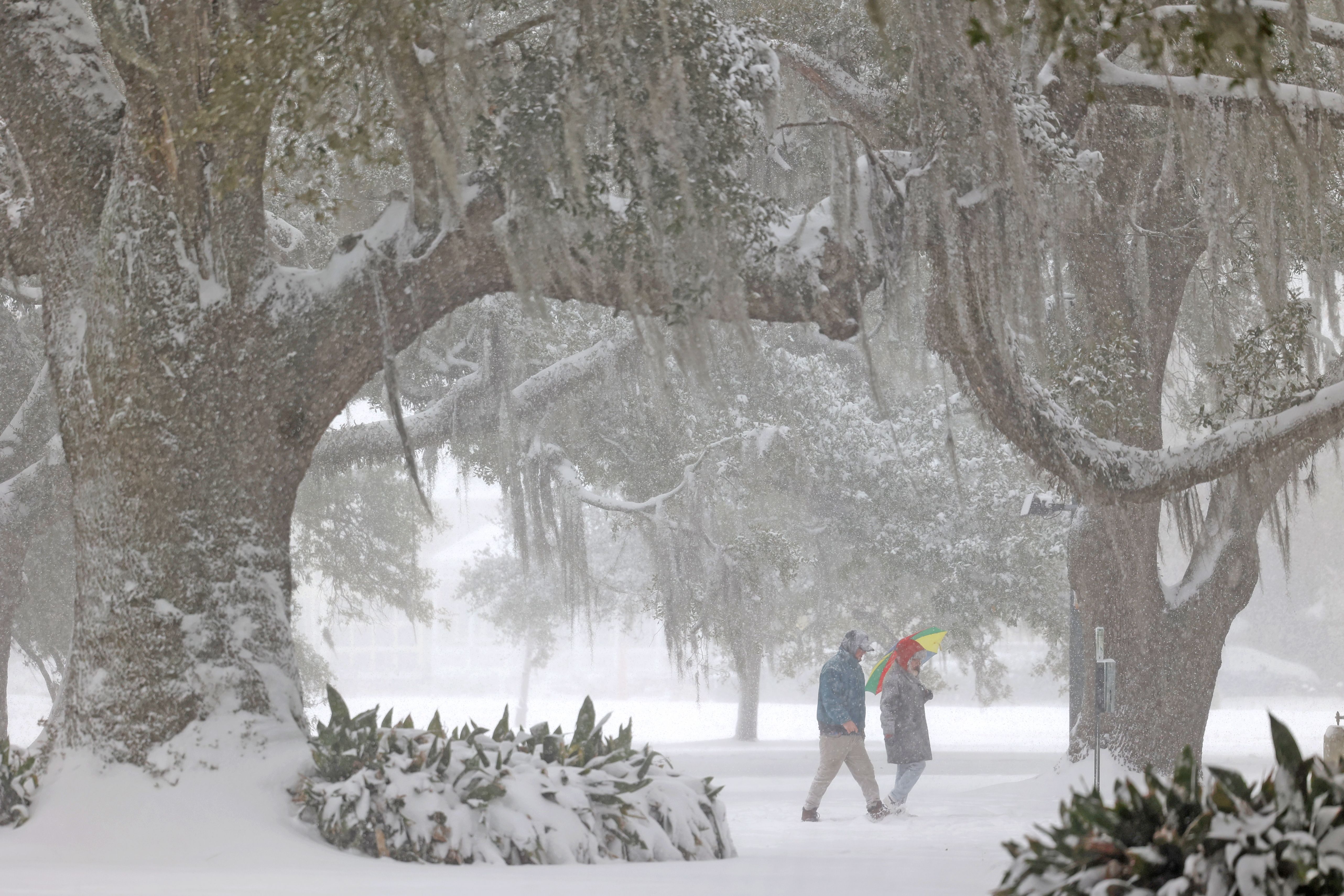 Photo shows snow on live oak trees in New Orleans.