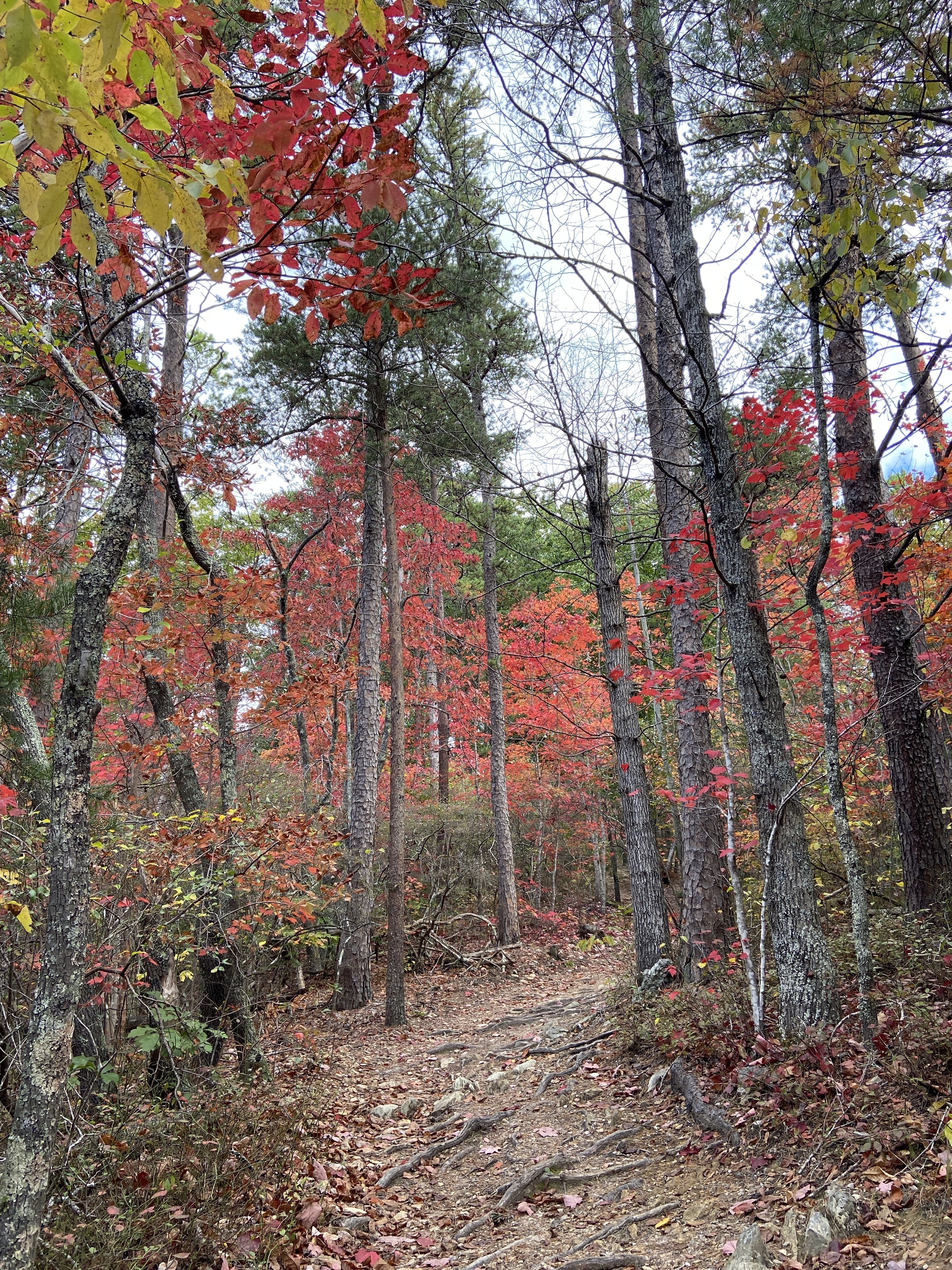 Leaves changing color at Crowders Mountain.