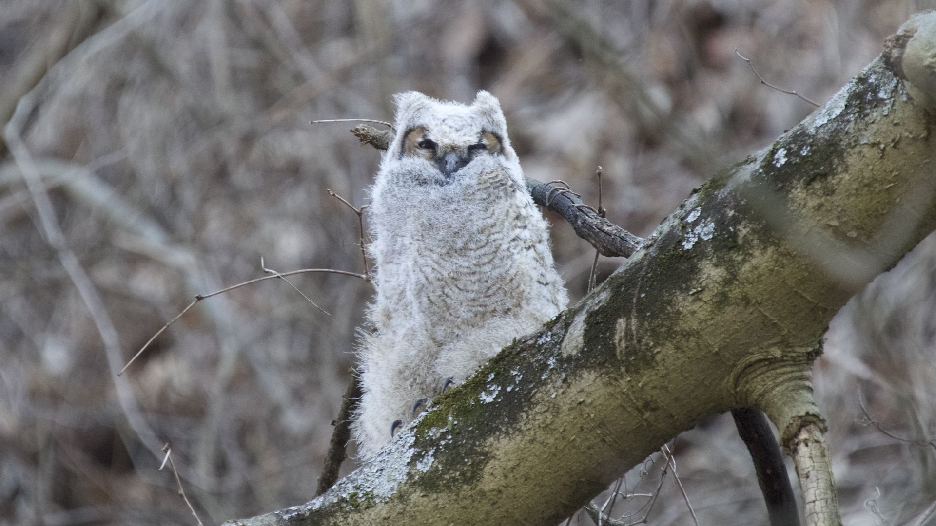 Pittsburgh falls for Muppet, a great horned owl chick - Axios