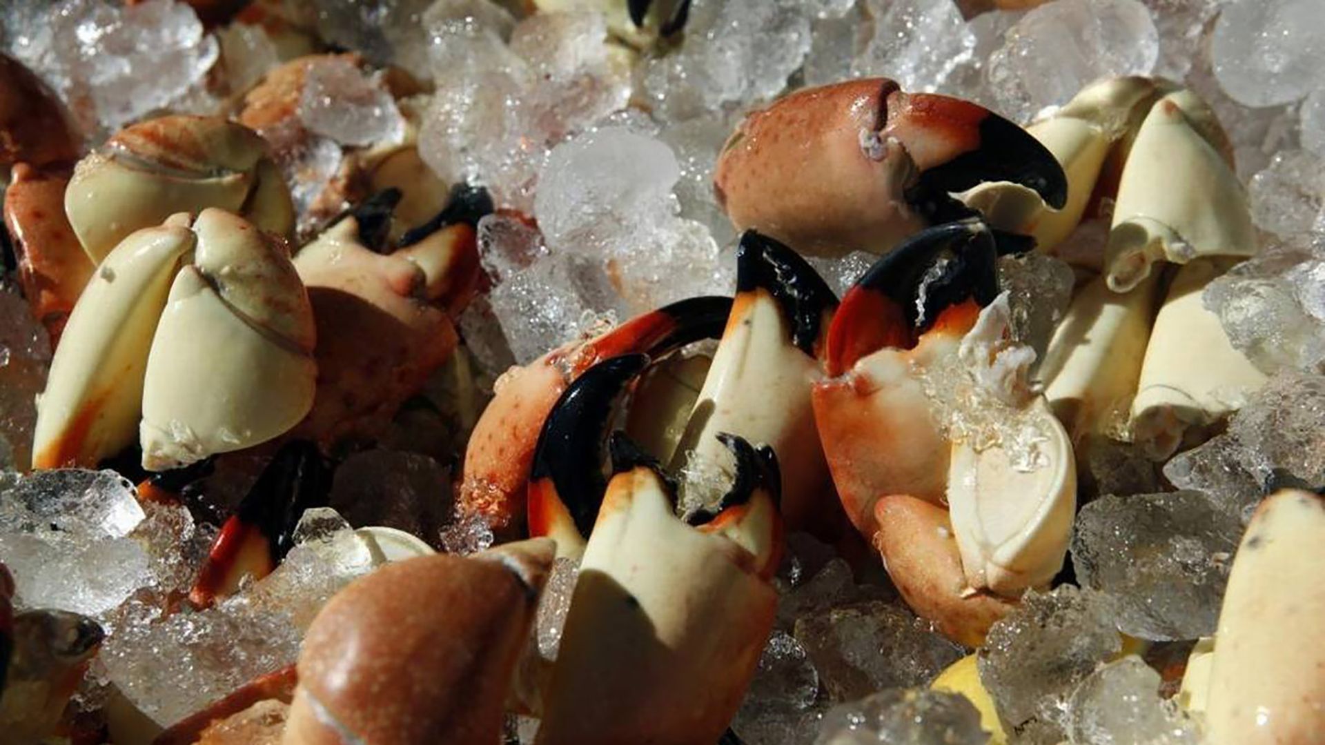 Florida's stone crab season dried up after Thanksgiving, possibly because the crabs moved offshore during Hurricane Irma. Fishermen hope this weekend's cold front will churn up waters again and bring crabs back out. (Marsha Halper/Miami Herald/Tribune News Service via Getty Images)
