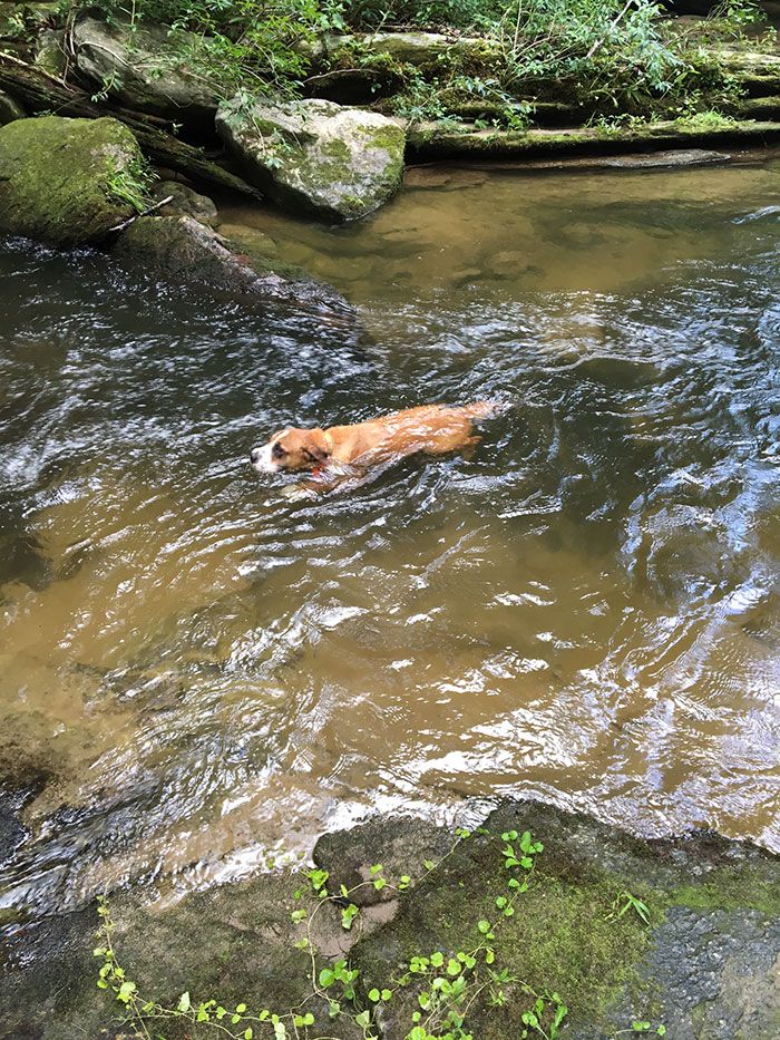 dog-swimming