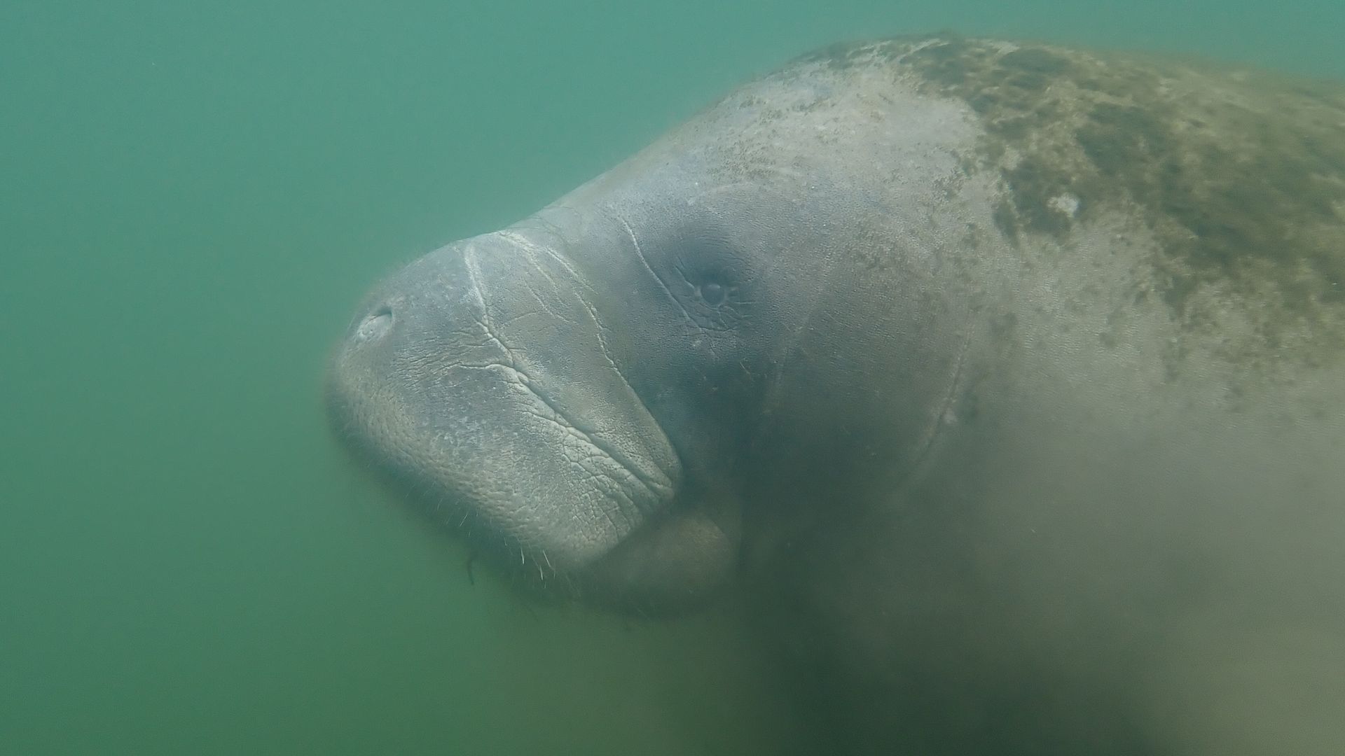 A close-up side view of a manatee underwater with algae on her back