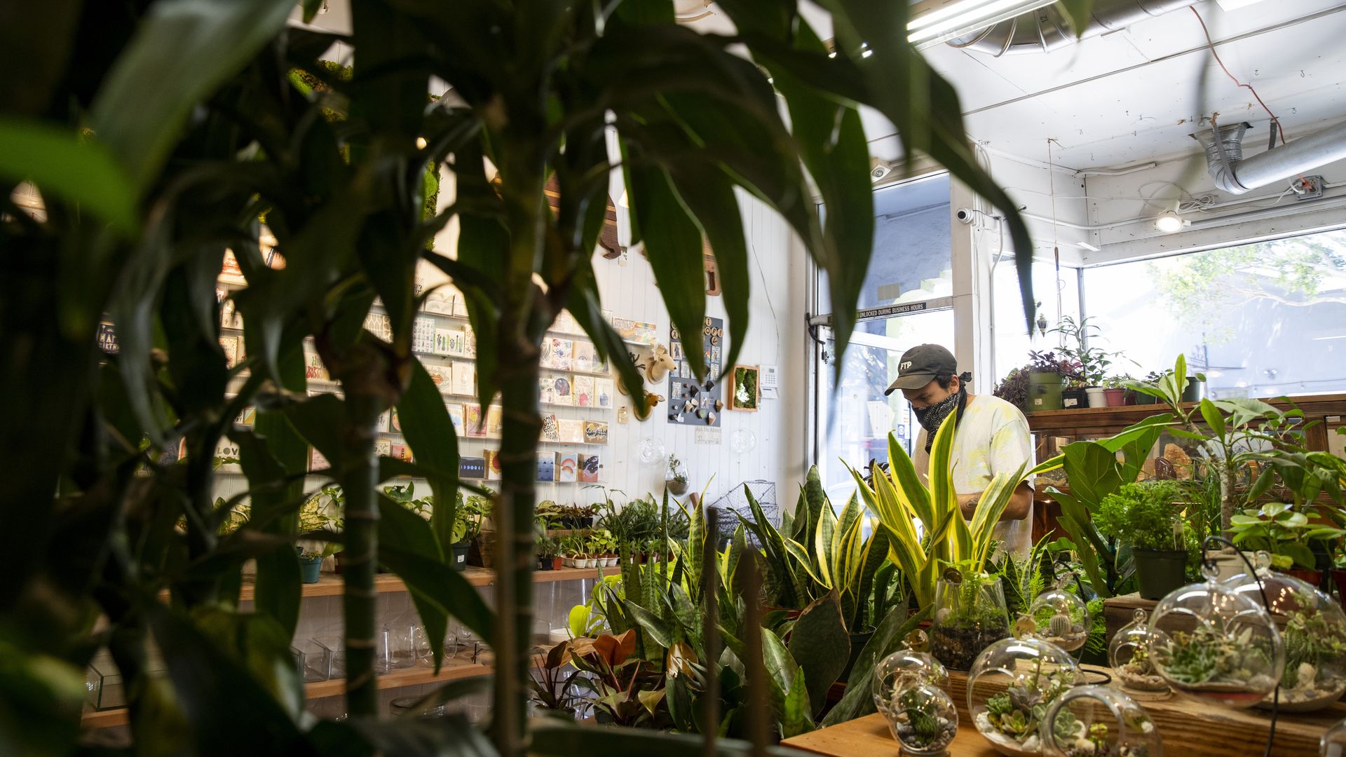 Photo of a worker in a succulent shop filled with green plants and leaves
